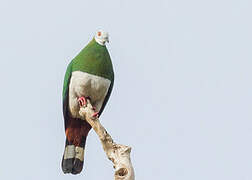 White-bellied Imperial Pigeon