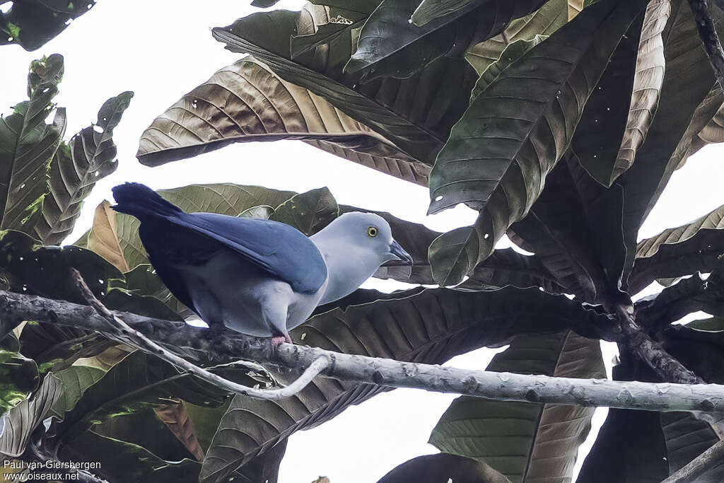 Geelvink Imperial Pigeonadult