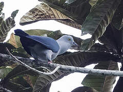 Geelvink Imperial Pigeon