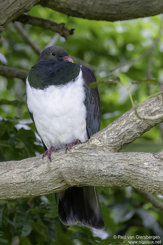 New Zealand Pigeonadult