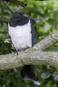 New Zealand Pigeon