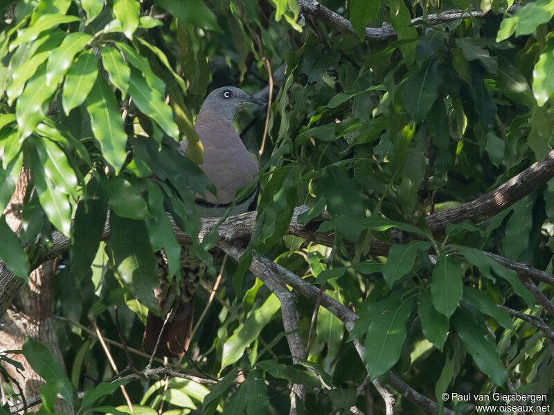 Zoe's Imperial Pigeon