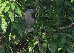 Zoe's Imperial Pigeon