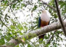 Cinnamon-bellied Imperial Pigeon