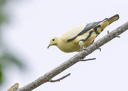 Silver-tipped Imperial Pigeon