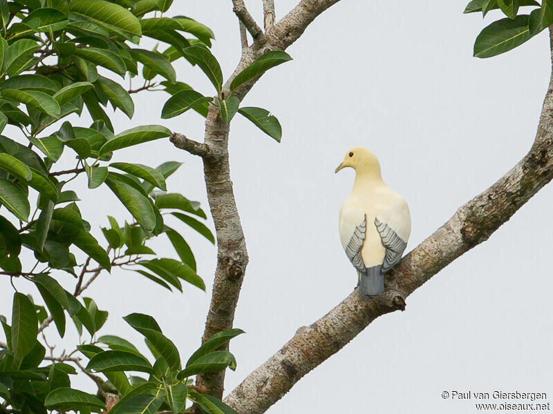 Silver-tipped Imperial Pigeon