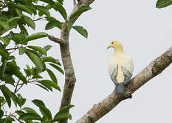 Silver-tipped Imperial Pigeon