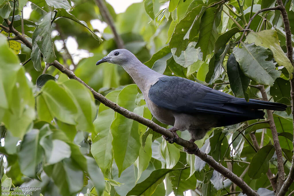 Pacific Imperial Pigeonimmature, identification