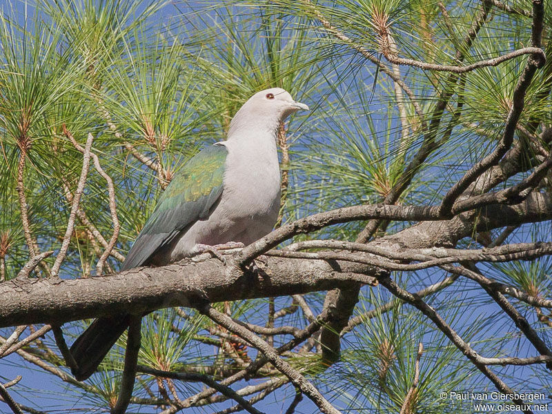 Green Imperial Pigeon