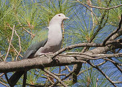 Green Imperial Pigeon