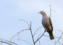 Green Imperial Pigeon