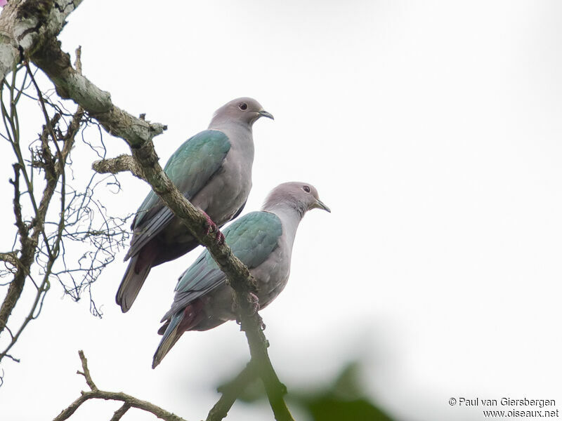 Green Imperial Pigeon