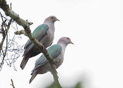 Green Imperial Pigeon