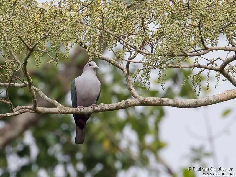 Green Imperial Pigeon