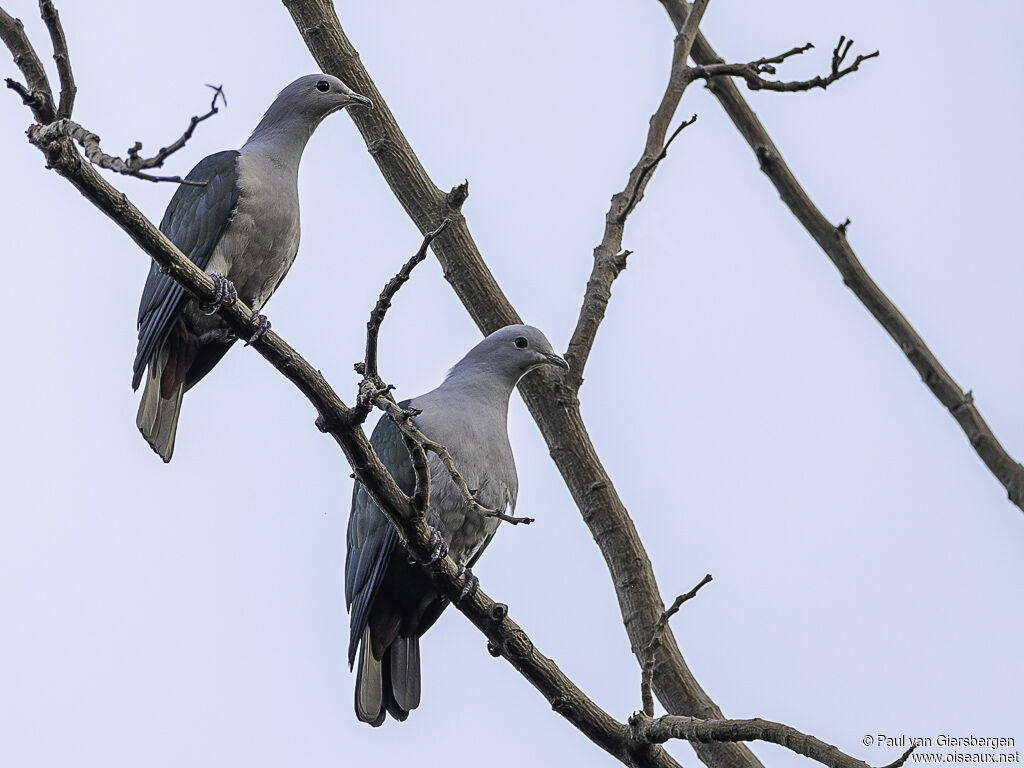 Green Imperial Pigeonadult