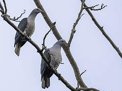 Green Imperial Pigeon