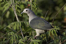 Green Imperial Pigeon