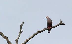 Pinon's Imperial Pigeon