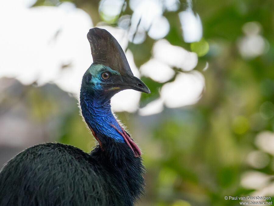 Southern Cassowaryadult