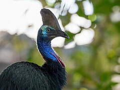 Southern Cassowary