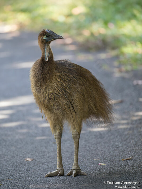 Southern Cassowaryimmature