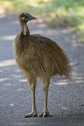 Southern Cassowary