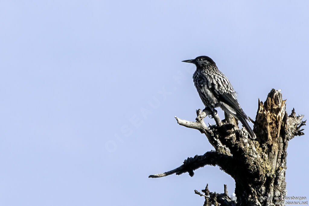 Cassenoix à grandes taches