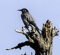 Cassenoix à grandes taches