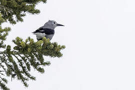 Clark's Nutcracker