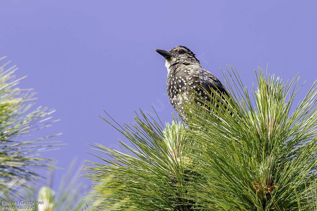 Southern Nutcrackeradult