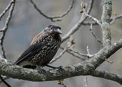 Spotted Nutcracker