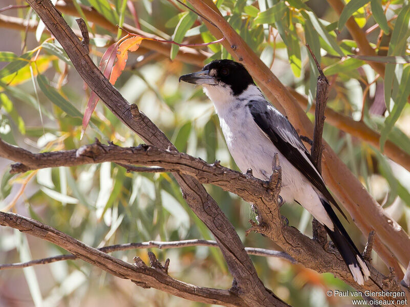 Grey Butcherbird