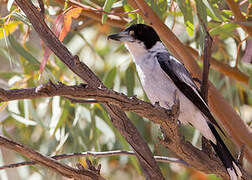 Grey Butcherbird