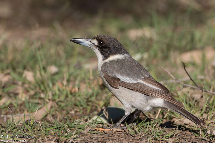 Cassican à collierimmature, identification