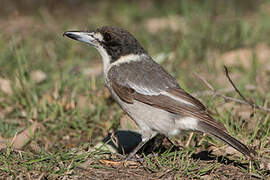 Grey Butcherbird