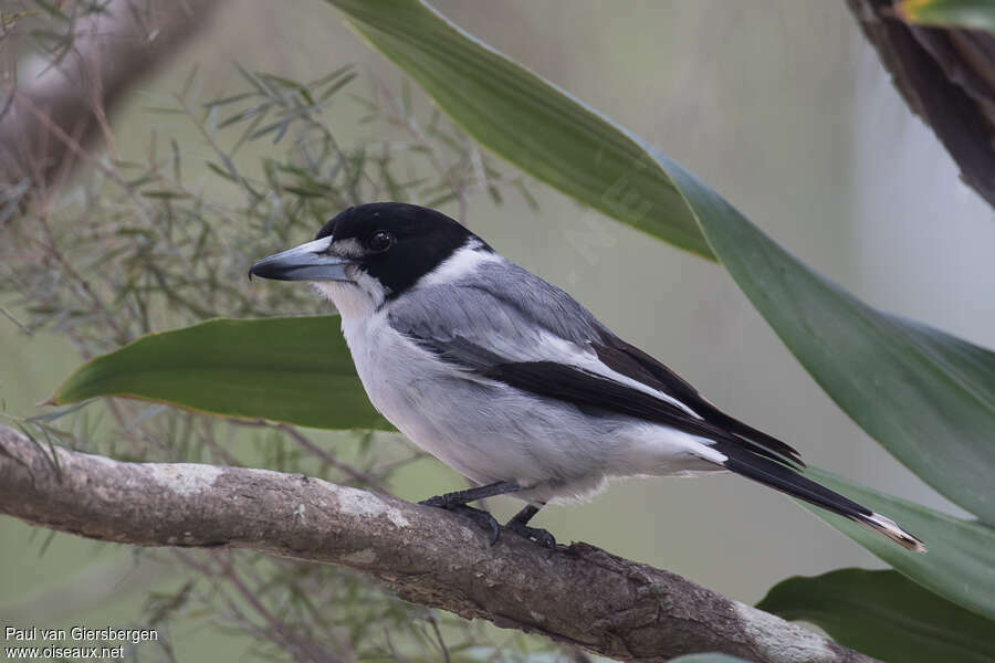 Grey Butcherbirdadult, identification