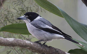 Grey Butcherbird