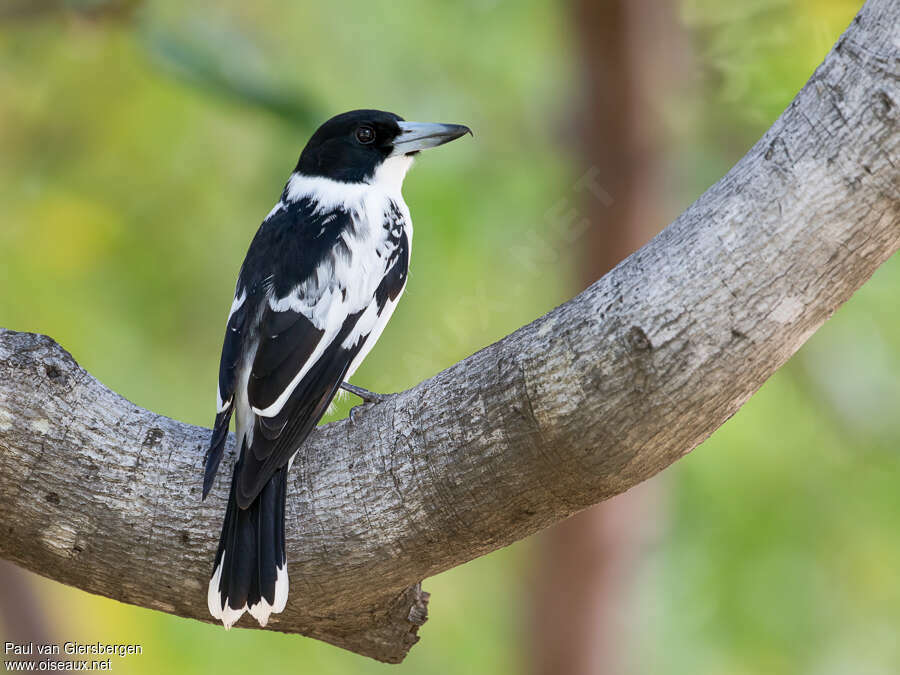 Cassican à dos noiradulte, identification