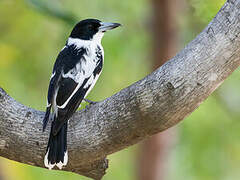 Black-backed Butcherbird