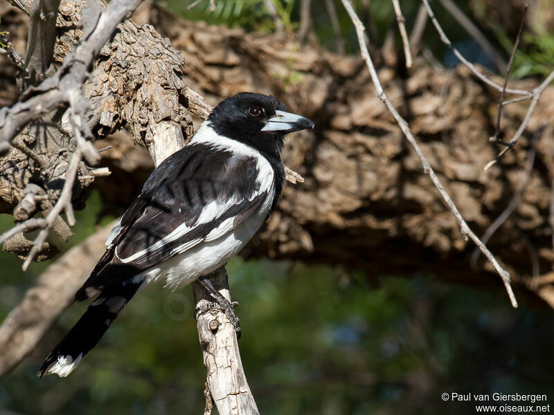 Pied Butcherbird