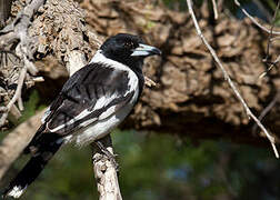 Pied Butcherbird