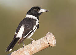 Pied Butcherbird