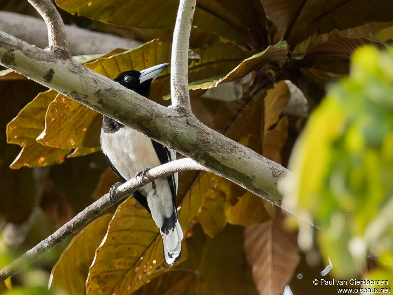 Hooded Butcherbird