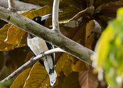 Hooded Butcherbird