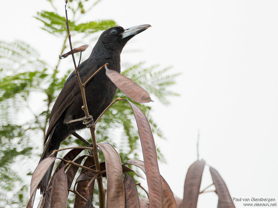 Cassican des mangrovesadulte