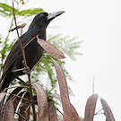 Cassican des mangroves