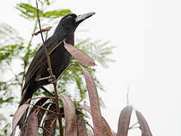 Cassican des mangroves