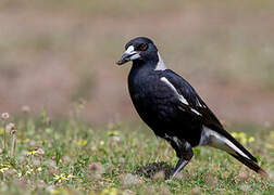 Australian Magpie