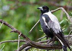 Australian Magpie