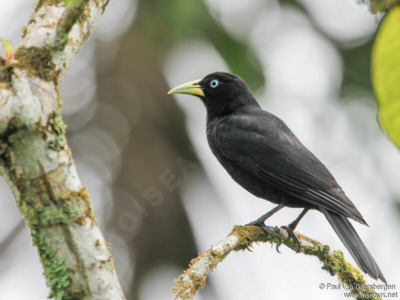 Scarlet-rumped Caciqueadult